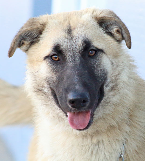 Anatolian german hot sale shepherd mix